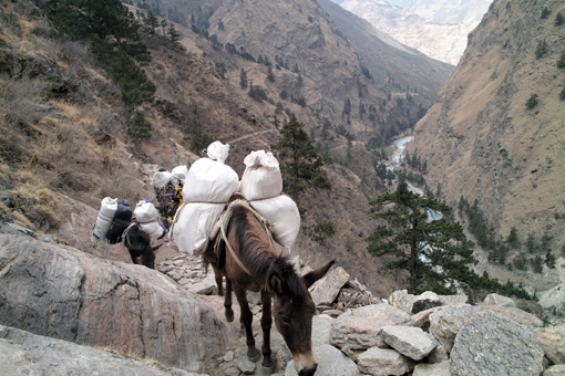 dina-nepal-donkeysriver