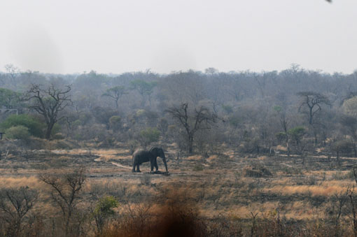 A bull elephant gets dangerously close to the hide (on the right)