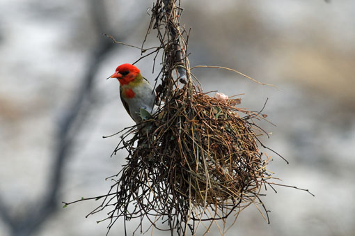 A red headed weaver bird in its 'hide' near our platform lookout