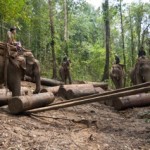 Loading the logging truck © Mihali Moore